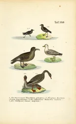Storm Petrel, Great Skua, Albatross and Bean Goose