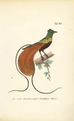 The Red Bird-of-Paradise