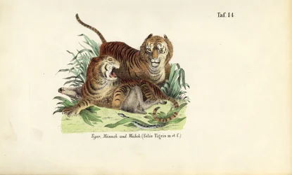 Tigers, Male and Female