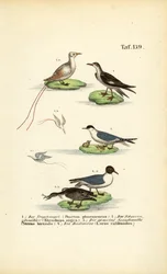 Tropical Seabirds: Tropicbird, Skimmer, Tern and Black-headed Gull