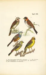 Various Bunting Species