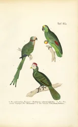 Various Tropical Parrot Species