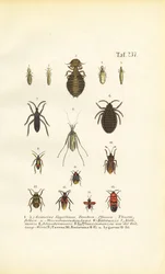 Various Parasites and True Bugs