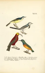 Wagtails and Exotic Sunbirds