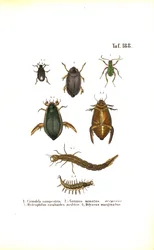 Water beetles and ground beetles with developmental stages