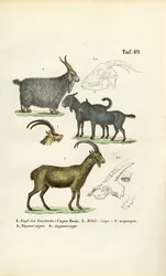 Wild Goats and Goat Species with Anatomical Details