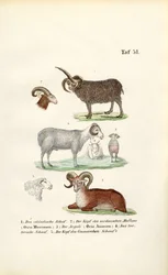 Wild Sheep and Their Varieties