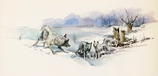 Pack of Wolves, from Call of the Wild, Adventure Novel by Jack London