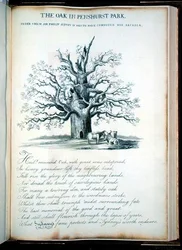 The Oak in Penshurst Park