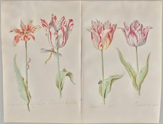 Four Tulips