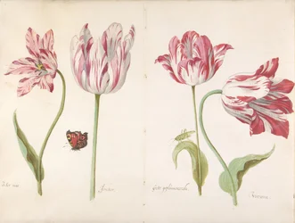 Four Tulips: Boter Man Butter Man, Joncker Nobleman, Grote Geplumaceerde