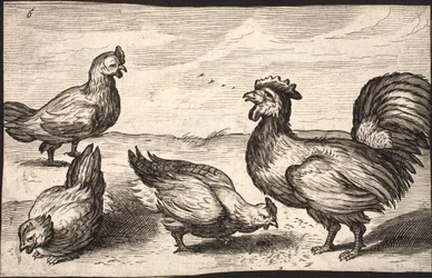 A cock with three hens