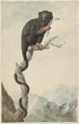 A Red-handed Tamarin