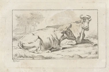 Two Lying Cows
