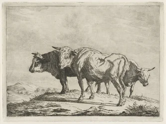 Three Oxen