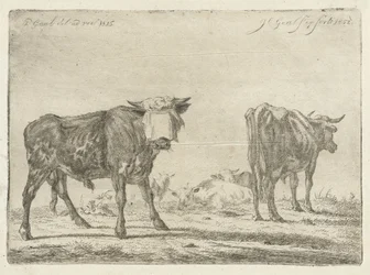 Blindfolded Bull with Herd of Cattle