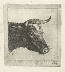 Head of a Cow with Rope around the Horns