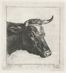 Head of a Cow with Rope Around the Horns