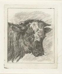 Head of a Cow with White Spot