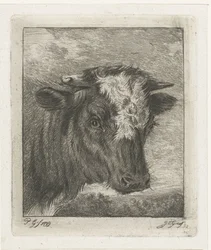 Head of a Cow with White Spot