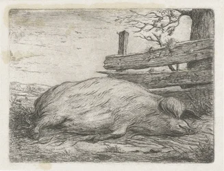 Lying Wild Boar