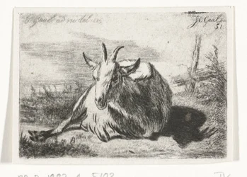 Lying Goat, Facing Left