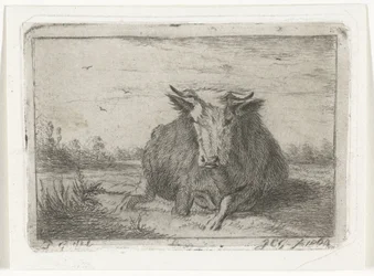Lying Cow Seen from the Front