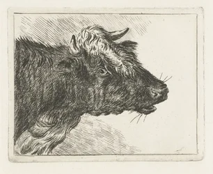 Bellowing Ox