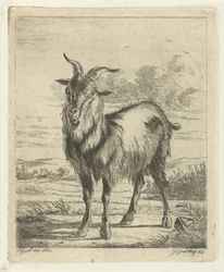Standing Goat
