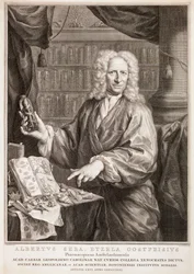 Portrait of Albertus Seba, after Jan Maurits Quinkhard