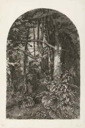 Forest with Stream