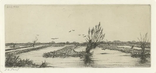 Peat Bog