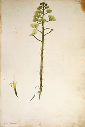 Century Plant Flower (Agave americana)