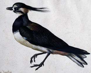 Tringa vanellus (Lapwing)
