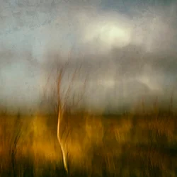 Golden Field Tree