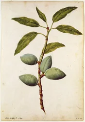 Almond: Amygdalus communis, c.1568, by J.le Moyne de Morgue