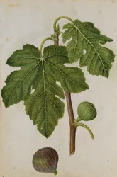 Fig: Ficus, c.1568, by J.le Moyne de Morgues