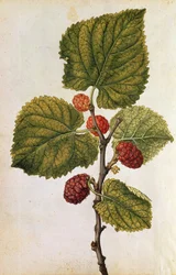 Mulberry: Morus Nigra, c.1568