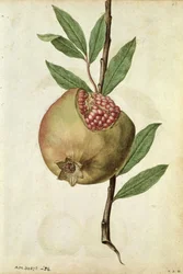 Pomegranate: Punica granatum, c.1568, by J.le Moyne de Morgues