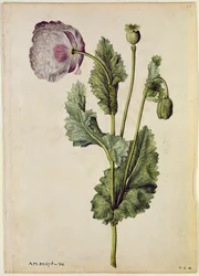 Poppy: Opium (Papaver somniferum), c.1568, by J.le Moyne de Morgues