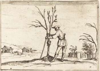 Gardener Pruning a Tree