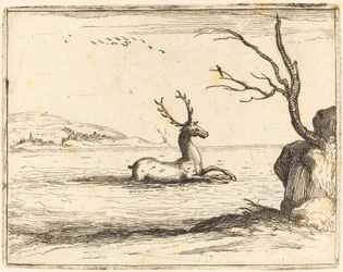 Stag in the Water