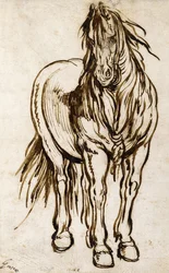 Study of a Horse