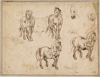 Studies of Horses