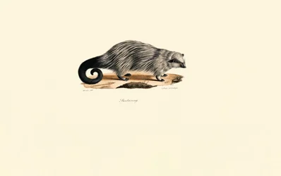 African Brush-tailed Porcupine