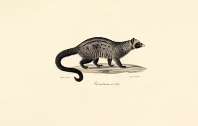 African Civet