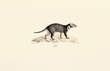 African Civet