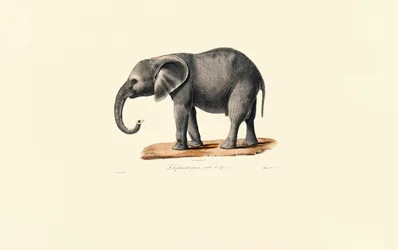 African Elephant (Juvenile)