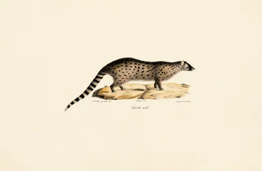 African Genet
