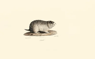 African Ground Squirrel